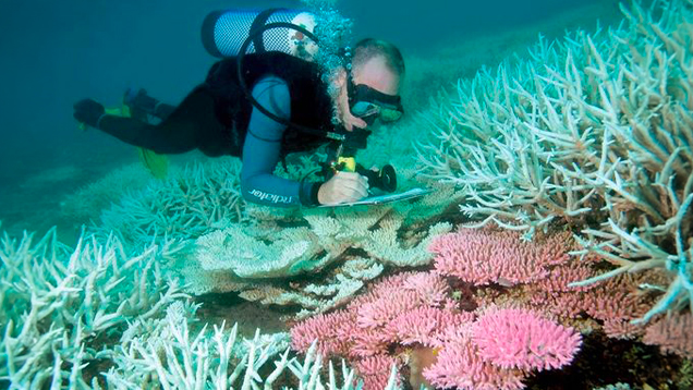 Scuba diver analyzing a coral reef