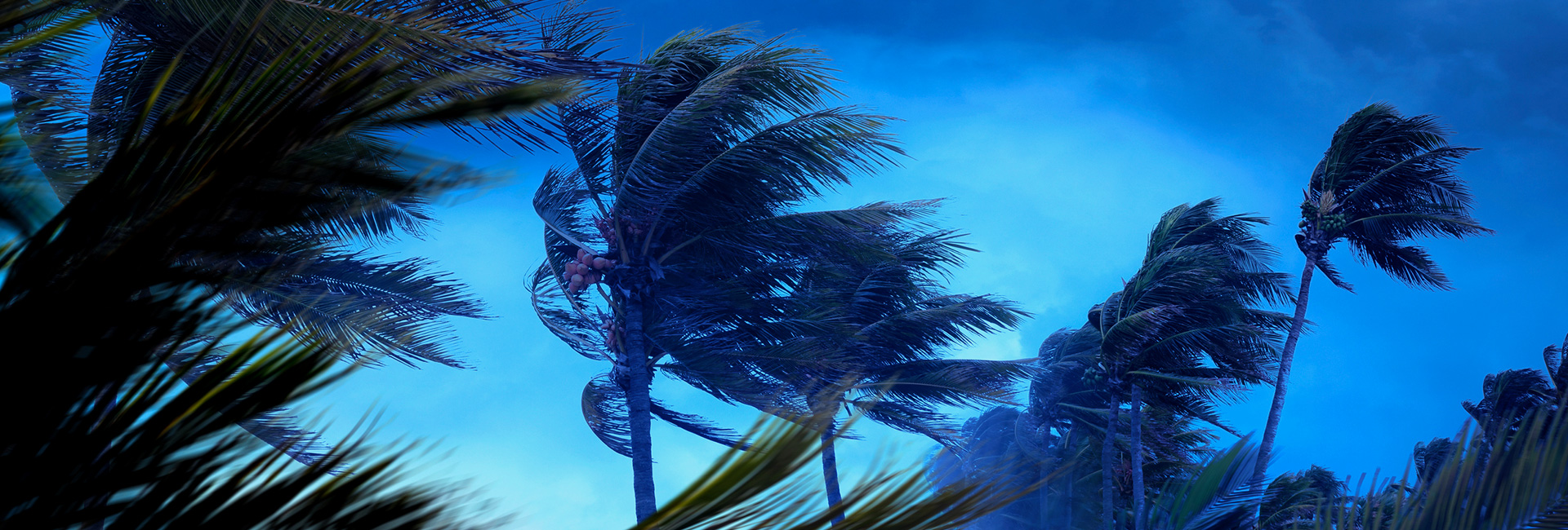 Palm tree leaves blowing in the wind during a hurricane